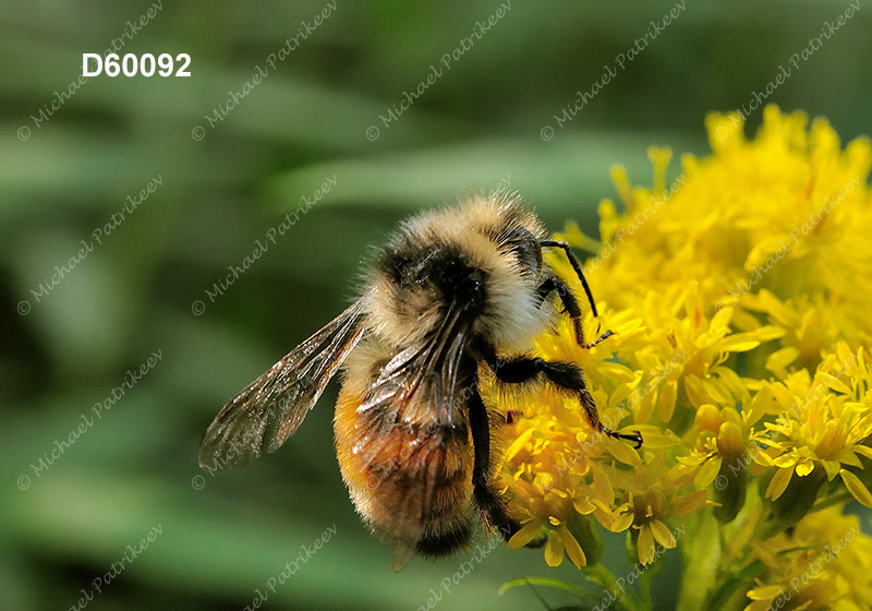 Tricolored Bumble Bee (Bombus ternaries)